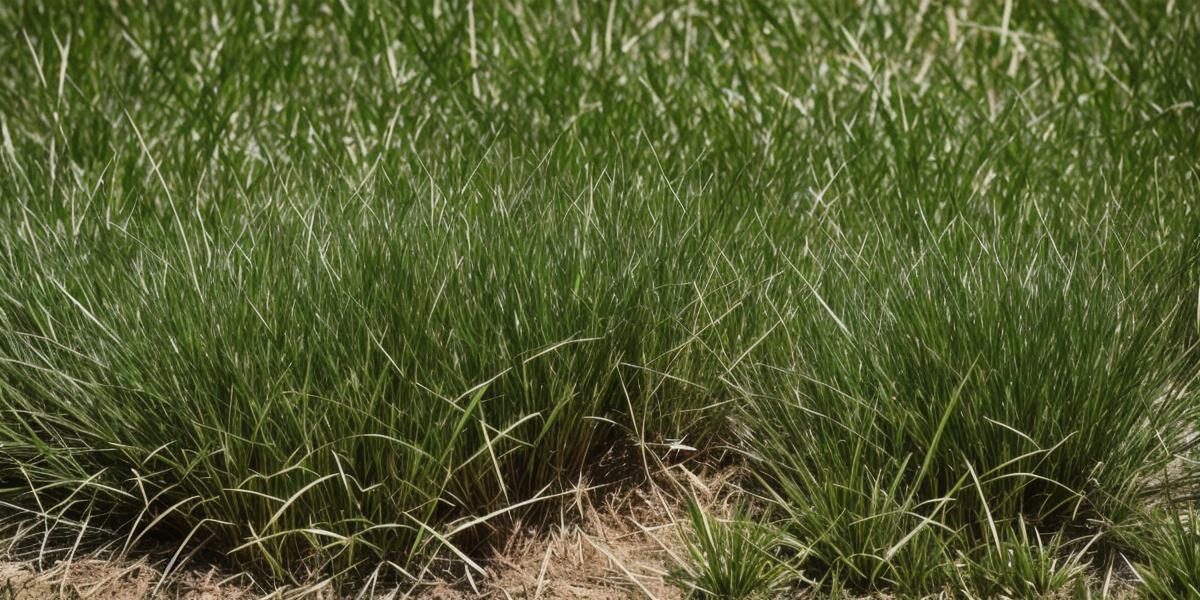 Welches Gras wächst in Südafrika im Schatten?